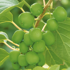 Mini kivij Fresh Jumbo