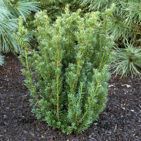 Stebrasta tisa 'Hillii'