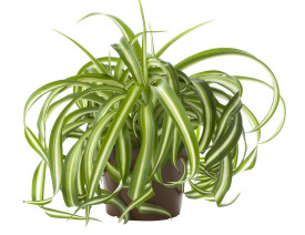 Klorofit v visečem loncu