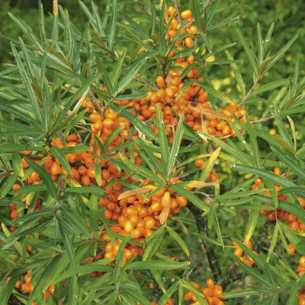 Pritlikavi rakitovec, rodovit