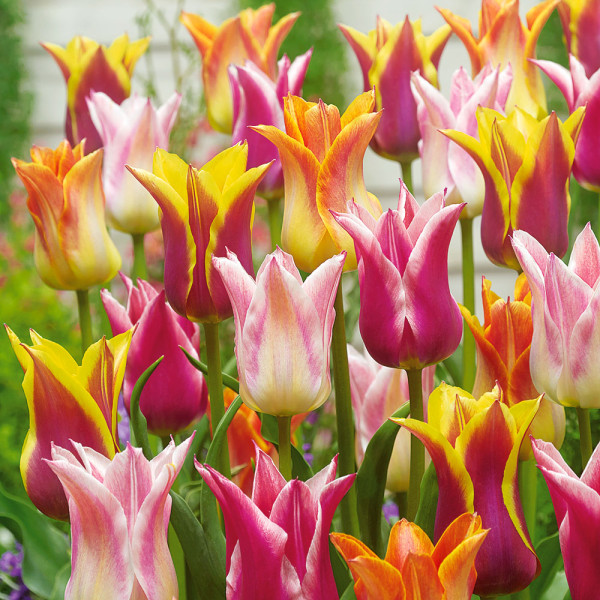 Mešanica lilijastih tulipanov (20)