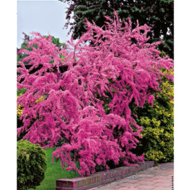 Tamarisk