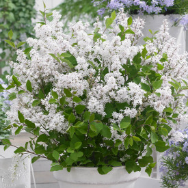Dwarf organ white