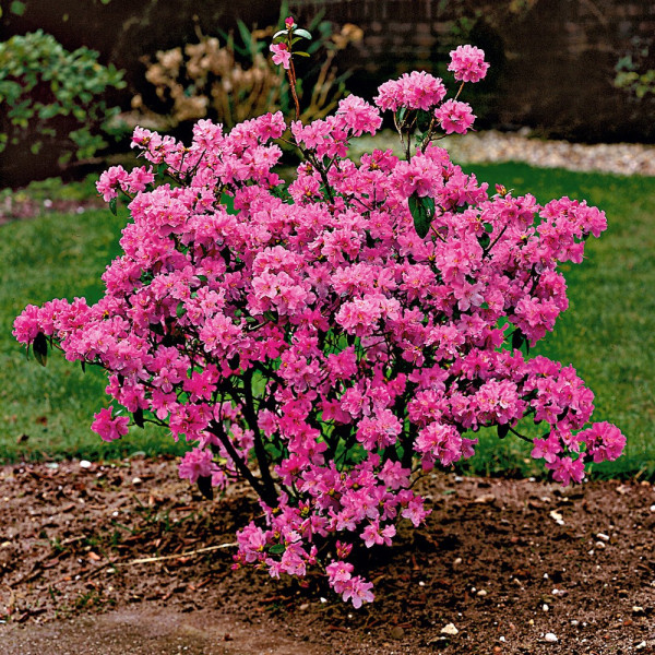 Alpska rododendronka