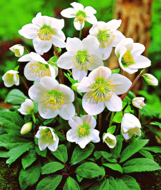 ČRNI TELOH "CHRISTMAS CAROL"