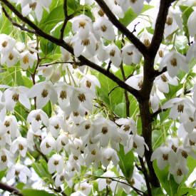 Drevo z zvončkastimi cvetovi