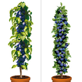 2-kolumnska sliva (Fruca+ Imperial)