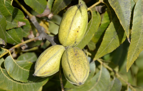 Pekanski oreh (pekan)