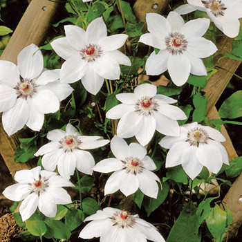 Klematis Miss Bateman