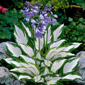 Pisani hosta (1 rastlina)