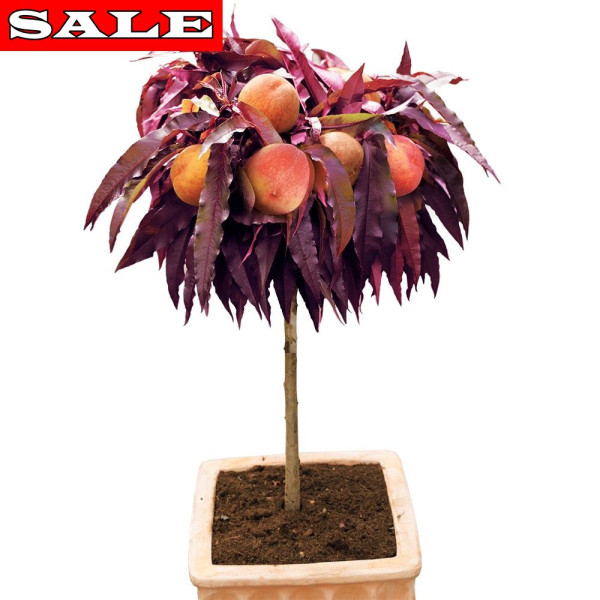 Crimson – pritlikava breskva z rdečimi listi