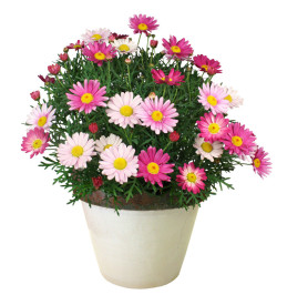 Pink Surprise grmolasta nevenka (3)