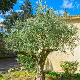 Orvieto Oliva 