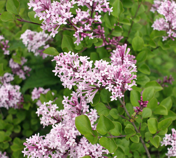 Meyerjeva lipovka 'Palibin'