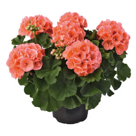Champion Salmon pelargonija (3)