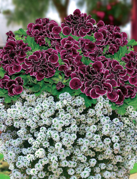 1 sadika Aristo pelargonije v lončku in 3 sadike Snow Princess.