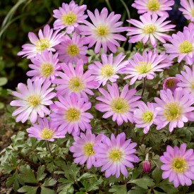 Anemona 'Pink Star' (10)