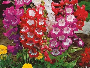 Penstemon Hartwegov ‘Partybells Red’