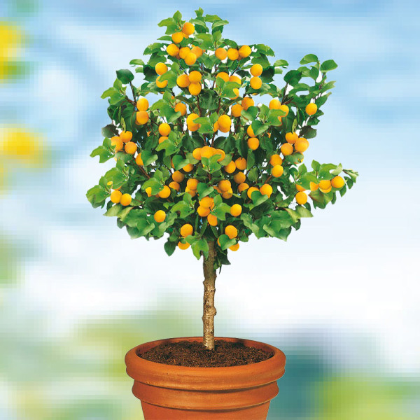 Pritlikava marelica