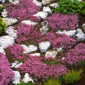 Plazeči timijan (3)