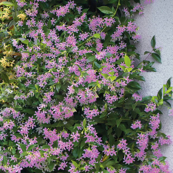 Toskanska zvezdica jasmin roza