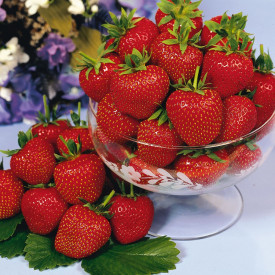 20 sadik jagod (10 Elsanta+10 Crown)