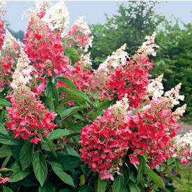 Hortenzia „Pinky winky“