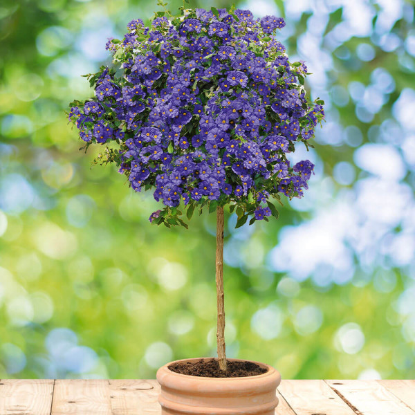 Solanum rantonnetii – modri