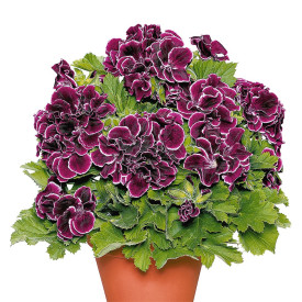 Aristo pelargonija Black Beauty – velika posoda