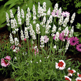 Bela sivka, velika lončnica