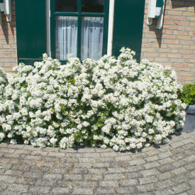 Pomarančev cvet