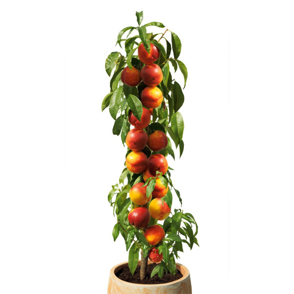 Fantazija+Rubina+Aida