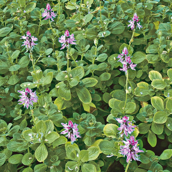 Okrasna kopriva za odganjanje mačk - zelena (3)