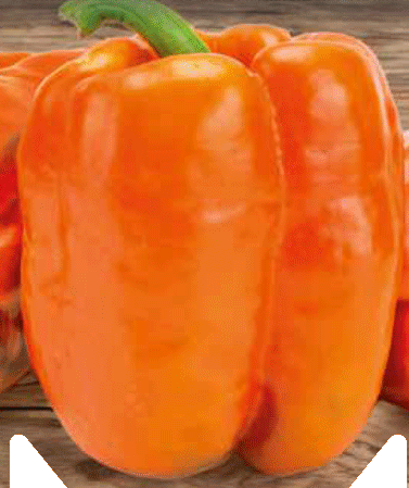 Oranžna paprika babura (kalifornijska paprika)