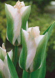 Tulipan Green Spirit