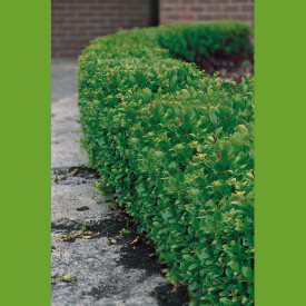 Japonski magyal ‚Dark Green‘ (3)