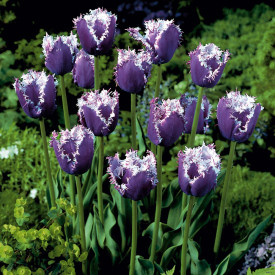 Tulipan 'Cummins' (10)