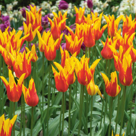 Tulipan 'Fire Wings' (8)