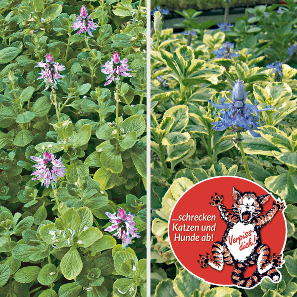 6 zelenih okrasnih kopriv