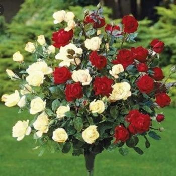 Dvobarvna vrtnica z visokim steblom (Bicolor)