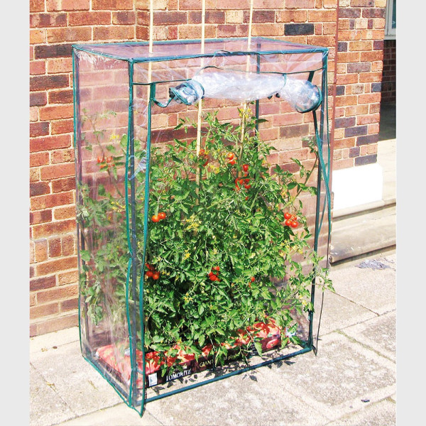 Paradižnikov šotor