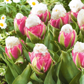 Tulipan 'Ice Cream' (5)