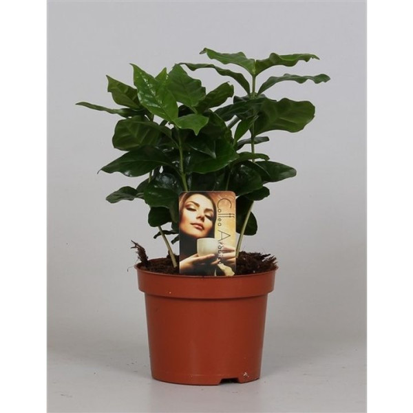 Coffea arabica sobna kavna rastlina