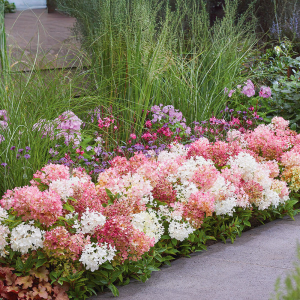 Hortenzija Groundbreaker