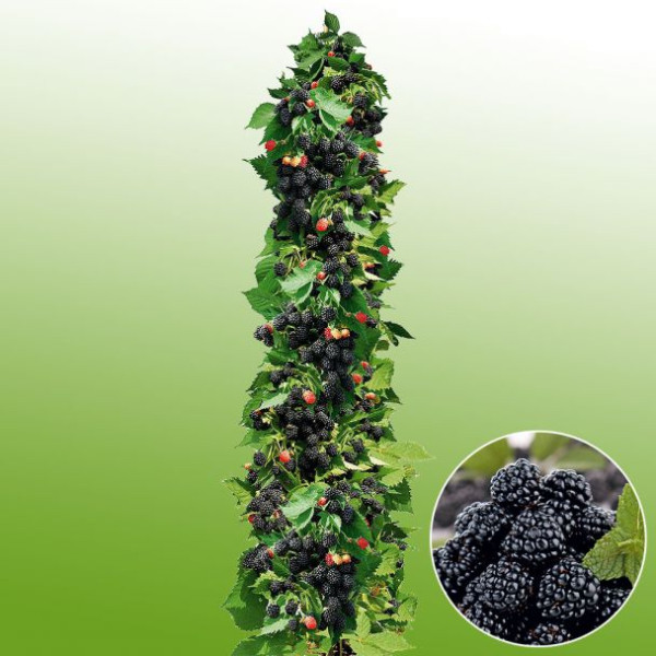 Navaho robida Sommerlong