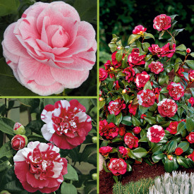 Komplet kamelij: 1 Bonomiana + 1 General C