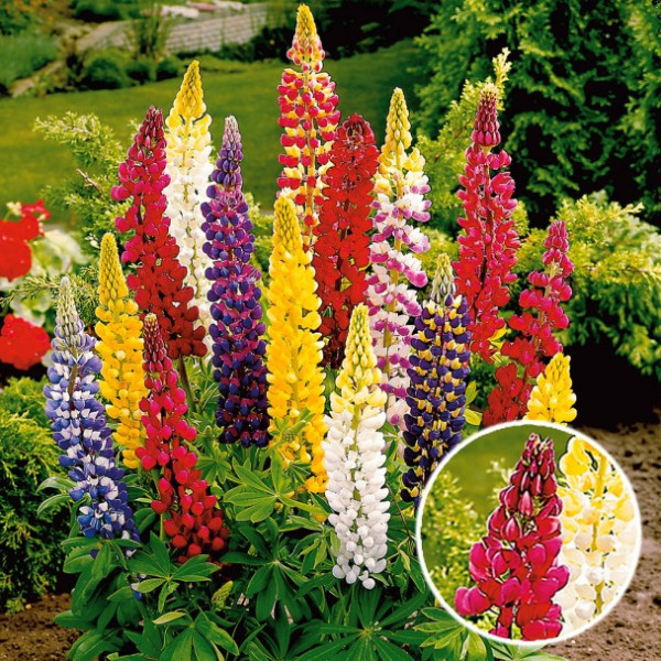 Lupina večlistna Rubeus