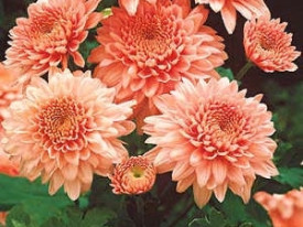 Krizantema Shippi Apricot