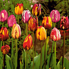 Tulipan 'Rembrandt' (15)