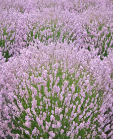 Lavanda rožnata